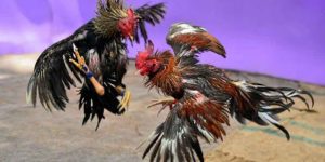 Hướng dẫn tham gia chơi tại Đá Gà 88