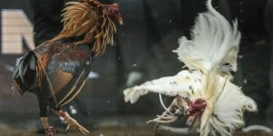 Người chơi luôn được thưởng thực trực tiếp đá gà Mỹ đỉnh cao